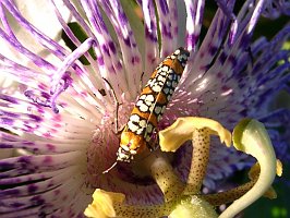 001 Moth, Ailanthus Webworm, 2006-08220001b Columbus, OH